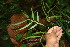  ( - BioBot06393)  @11 [ ] CreativeCommons - Attribution Non-Commercial Share-Alike (2010) Daniel H. Janzen Guanacaste Dry Forest Conservation Fund