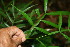 ( - BioBot06393)  @11 [ ] CreativeCommons - Attribution Non-Commercial Share-Alike (2010) Daniel H. Janzen Guanacaste Dry Forest Conservation Fund