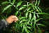 ( - BioBot06393)  @11 [ ] CreativeCommons - Attribution Non-Commercial Share-Alike (2010) Daniel H. Janzen Guanacaste Dry Forest Conservation Fund