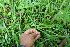  ( - BioBot06680)  @11 [ ] CreativeCommons - Attribution Non-Commercial Share-Alike (2010) Daniel H. Janzen Guanacaste Dry Forest Conservation Fund
