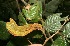  (Inga chocoensis - BioBot06686)  @11 [ ] CreativeCommons - Attribution Non-Commercial Share-Alike (2010) Daniel H. Janzen Guanacaste Dry Forest Conservation Fund