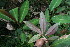  ( - BioBot06687)  @11 [ ] CreativeCommons - Attribution Non-Commercial Share-Alike (2010) Daniel H. Janzen Guanacaste Dry Forest Conservation Fund