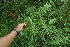 ( - BioBot06689)  @11 [ ] CreativeCommons - Attribution Non-Commercial Share-Alike (2010) Daniel H. Janzen Guanacaste Dry Forest Conservation Fund