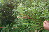  (Andropogon bicornis - BioBot06689)  @11 [ ] CreativeCommons - Attribution Non-Commercial Share-Alike (2010) Daniel H. Janzen Guanacaste Dry Forest Conservation Fund