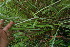  ( - BioBot06689)  @11 [ ] CreativeCommons - Attribution Non-Commercial Share-Alike (2010) Daniel H. Janzen Guanacaste Dry Forest Conservation Fund