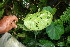  ( - BioBot06692)  @11 [ ] CreativeCommons - Attribution Non-Commercial Share-Alike (2010) Daniel H. Janzen Guanacaste Dry Forest Conservation Fund