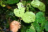  ( - BioBot06692)  @11 [ ] CreativeCommons - Attribution Non-Commercial Share-Alike (2010) Daniel H. Janzen Guanacaste Dry Forest Conservation Fund