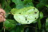  ( - BioBot06692)  @11 [ ] CreativeCommons - Attribution Non-Commercial Share-Alike (2010) Daniel H. Janzen Guanacaste Dry Forest Conservation Fund