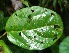  ( - BioBot06692)  @11 [ ] CreativeCommons - Attribution Non-Commercial Share-Alike (2010) Daniel H. Janzen Guanacaste Dry Forest Conservation Fund