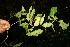  (Tetrapterys discolor - BioBot06693)  @11 [ ] CreativeCommons - Attribution Non-Commercial Share-Alike (2010) Daniel H. Janzen Guanacaste Dry Forest Conservation Fund