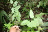  ( - BioBot06699)  @11 [ ] CreativeCommons - Attribution Non-Commercial Share-Alike (2010) Daniel H. Janzen Guanacaste Dry Forest Conservation Fund