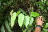  ( - BioBot06699)  @11 [ ] CreativeCommons - Attribution Non-Commercial Share-Alike (2010) Daniel H. Janzen Guanacaste Dry Forest Conservation Fund