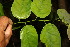  ( - BioBot06699)  @11 [ ] CreativeCommons - Attribution Non-Commercial Share-Alike (2010) Daniel H. Janzen Guanacaste Dry Forest Conservation Fund