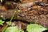  ( - BioBot06699)  @11 [ ] CreativeCommons - Attribution Non-Commercial Share-Alike (2010) Daniel H. Janzen Guanacaste Dry Forest Conservation Fund