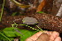  ( - BioBot06699)  @11 [ ] CreativeCommons - Attribution Non-Commercial Share-Alike (2010) Daniel H. Janzen Guanacaste Dry Forest Conservation Fund