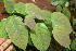 ( - BioBot06699)  @11 [ ] CreativeCommons - Attribution Non-Commercial Share-Alike (2010) Daniel H. Janzen Guanacaste Dry Forest Conservation Fund
