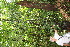  ( - BioBot06700)  @11 [ ] CreativeCommons - Attribution Non-Commercial Share-Alike (2010) Daniel H. Janzen Guanacaste Dry Forest Conservation Fund