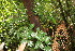  ( - BioBot06700)  @11 [ ] CreativeCommons - Attribution Non-Commercial Share-Alike (2010) Daniel H. Janzen Guanacaste Dry Forest Conservation Fund