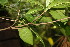  ( - BioBot06700)  @11 [ ] CreativeCommons - Attribution Non-Commercial Share-Alike (2010) Daniel H. Janzen Guanacaste Dry Forest Conservation Fund