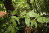  ( - BioBot06700)  @11 [ ] CreativeCommons - Attribution Non-Commercial Share-Alike (2010) Daniel H. Janzen Guanacaste Dry Forest Conservation Fund