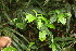  ( - BioBot06701)  @11 [ ] CreativeCommons - Attribution Non-Commercial Share-Alike (2010) Daniel H. Janzen Guanacaste Dry Forest Conservation Fund
