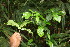  ( - BioBot06701)  @11 [ ] CreativeCommons - Attribution Non-Commercial Share-Alike (2010) Daniel H. Janzen Guanacaste Dry Forest Conservation Fund