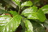  ( - BioBot06701)  @11 [ ] CreativeCommons - Attribution Non-Commercial Share-Alike (2010) Daniel H. Janzen Guanacaste Dry Forest Conservation Fund