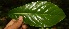  ( - BioBot06701)  @11 [ ] CreativeCommons - Attribution Non-Commercial Share-Alike (2010) Daniel H. Janzen Guanacaste Dry Forest Conservation Fund