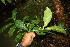  (Chimarrhis parviflora - BioBot06702)  @11 [ ] CreativeCommons - Attribution Non-Commercial Share-Alike (2010) Daniel H. Janzen Guanacaste Dry Forest Conservation Fund