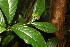  ( - BioBot06702)  @11 [ ] CreativeCommons - Attribution Non-Commercial Share-Alike (2010) Daniel H. Janzen Guanacaste Dry Forest Conservation Fund