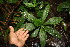  (Tradescantia zanonia - BioBot06717)  @11 [ ] CreativeCommons - Attribution Non-Commercial Share-Alike (2010) Daniel H. Janzen Guanacaste Dry Forest Conservation Fund