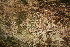  (Chrysophyllum cainito - BioBot06735)  @11 [ ] CreativeCommons - Attribution Non-Commercial Share-Alike (2010) Daniel H. Janzen Guanacaste Dry Forest Conservation Fund