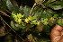  ( - BioBot06736)  @11 [ ] CreativeCommons - Attribution Non-Commercial Share-Alike (2010) Daniel H. Janzen Guanacaste Dry Forest Conservation Fund