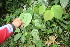  ( - BioBot06739)  @11 [ ] CreativeCommons - Attribution Non-Commercial Share-Alike (2010) Daniel H. Janzen Guanacaste Dry Forest Conservation Fund