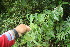 ( - BioBot06739)  @11 [ ] CreativeCommons - Attribution Non-Commercial Share-Alike (2010) Daniel H. Janzen Guanacaste Dry Forest Conservation Fund