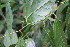  ( - BioBot06739)  @11 [ ] CreativeCommons - Attribution Non-Commercial Share-Alike (2010) Daniel H. Janzen Guanacaste Dry Forest Conservation Fund