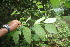  ( - BioBot06742)  @11 [ ] CreativeCommons - Attribution Non-Commercial Share-Alike (2010) Daniel H. Janzen Guanacaste Dry Forest Conservation Fund