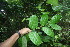  ( - BioBot06742)  @11 [ ] CreativeCommons - Attribution Non-Commercial Share-Alike (2010) Daniel H. Janzen Guanacaste Dry Forest Conservation Fund