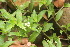  ( - BioBot06762)  @11 [ ] CreativeCommons - Attribution Non-Commercial Share-Alike (2010) Daniel H. Janzen Guanacaste Dry Forest Conservation Fund