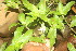  ( - BioBot06762)  @11 [ ] CreativeCommons - Attribution Non-Commercial Share-Alike (2010) Daniel H. Janzen Guanacaste Dry Forest Conservation Fund
