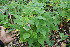  ( - BioBot06768)  @11 [ ] CreativeCommons - Attribution Non-Commercial Share-Alike (2010) Daniel H. Janzen Guanacaste Dry Forest Conservation Fund