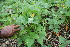  ( - BioBot06768)  @11 [ ] CreativeCommons - Attribution Non-Commercial Share-Alike (2010) Daniel H. Janzen Guanacaste Dry Forest Conservation Fund