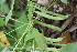  ( - BioBot06768)  @11 [ ] CreativeCommons - Attribution Non-Commercial Share-Alike (2010) Daniel H. Janzen Guanacaste Dry Forest Conservation Fund