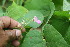  ( - BioBot06768)  @11 [ ] CreativeCommons - Attribution Non-Commercial Share-Alike (2010) Daniel H. Janzen Guanacaste Dry Forest Conservation Fund