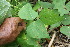  ( - BioBot06768)  @11 [ ] CreativeCommons - Attribution Non-Commercial Share-Alike (2010) Daniel H. Janzen Guanacaste Dry Forest Conservation Fund