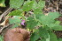  ( - BioBot06769)  @11 [ ] CreativeCommons - Attribution Non-Commercial Share-Alike (2010) Daniel H. Janzen Guanacaste Dry Forest Conservation Fund