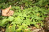 ( - BioBot06770)  @11 [ ] CreativeCommons - Attribution Non-Commercial Share-Alike (2010) Daniel H. Janzen Guanacaste Dry Forest Conservation Fund