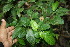  ( - BioBot06773)  @11 [ ] CreativeCommons - Attribution Non-Commercial Share-Alike (2010) Daniel H. Janzen Guanacaste Dry Forest Conservation Fund