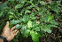  ( - BioBot06773)  @11 [ ] CreativeCommons - Attribution Non-Commercial Share-Alike (2010) Daniel H. Janzen Guanacaste Dry Forest Conservation Fund