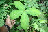  ( - BioBot06777)  @11 [ ] CreativeCommons - Attribution Non-Commercial Share-Alike (2010) Daniel H. Janzen Guanacaste Dry Forest Conservation Fund